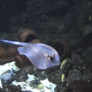 ray1.jpg
