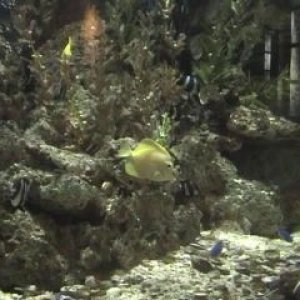 reef1.jpg