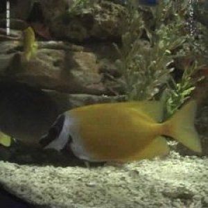 reef3.jpg
