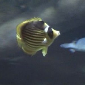 reef6.jpg