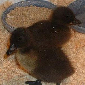 weareducks.jpg