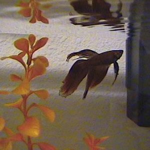 finrot.JPG