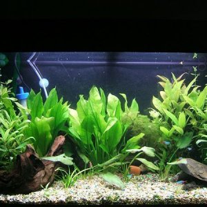 tankpic1.jpg