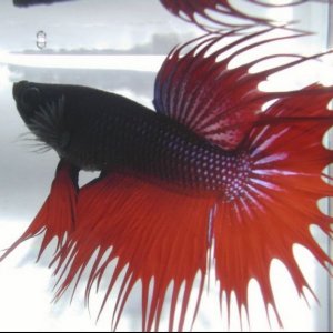 fish9.JPG