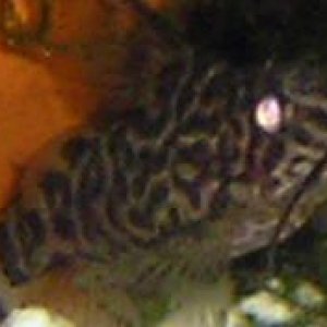 new_pics_old_fish_094__2_.jpg