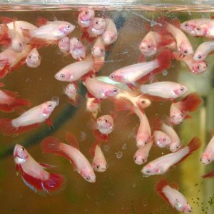 red_babies.jpg