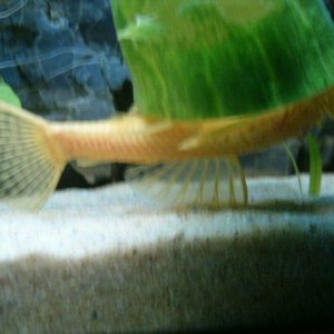 plec4.jpg