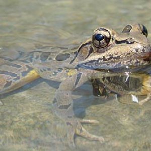 frog.jpg