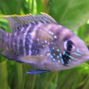blue_acara_side_shot_2.jpg