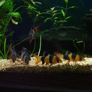 loaches.JPG