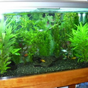 Planted_30gal.jpg
