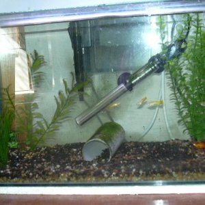 guppy_Tank.jpg