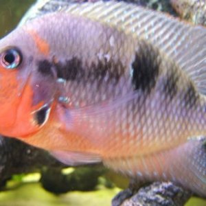 firemouth_side_shot_2.jpg