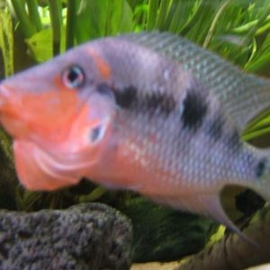 Firemouth_with_crest_out.jpg