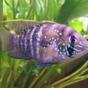 blue_acara_best_side.jpg