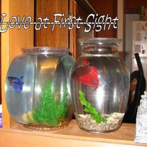 Betta_Love.JPEG