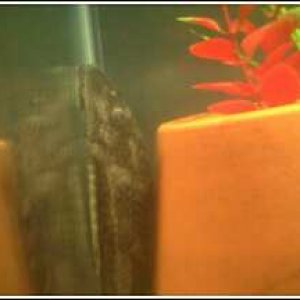 pleco.jpeg
