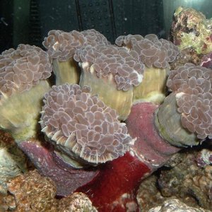 hammer_coral.jpg