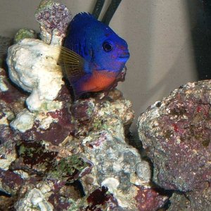 coral_beauty.jpg