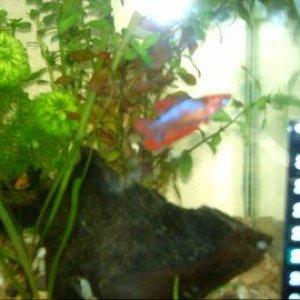 betta_DT2.jpg