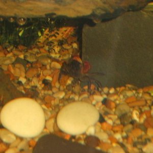 better_fish_pics_011.jpg