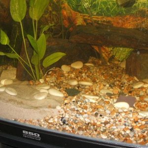 better_fish_pics_010.jpg
