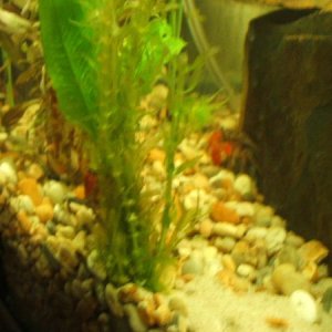 better_fish_pics_014.jpg