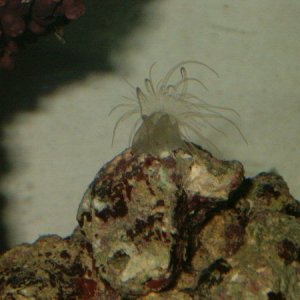 aneneneine1.jpg