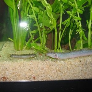 dwarf_and_weather_loach.jpg