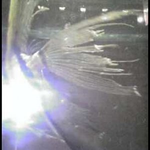 angel_tail1.jpg