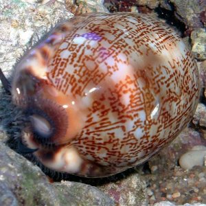 cowry.jpg