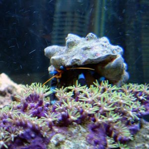 gspcrab.jpg