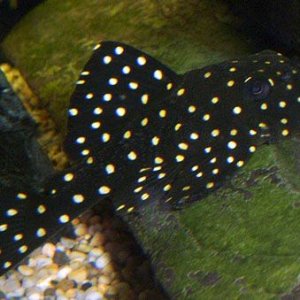 bigspotpleco2.jpg