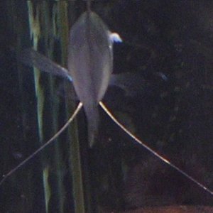 Fish1.JPG