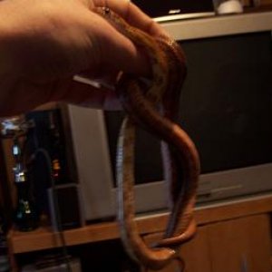 snake.JPG