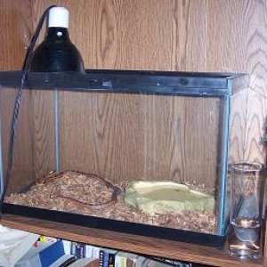 snake_2.JPG