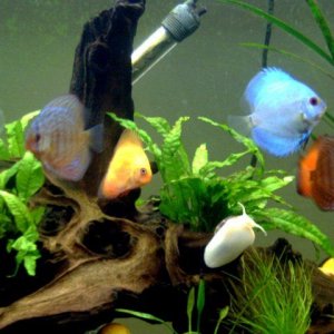 Discus_Fish_640x480.jpg