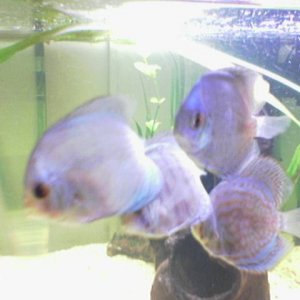 Image_127_.jpg