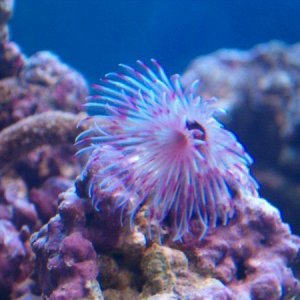 Pink_Feather_worm.jpg