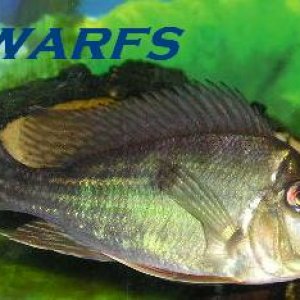 Geophagus__Earth_Eater__South_American_Cichlid.jpg