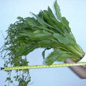 PotMotherMonsterAmazonSword.jpg