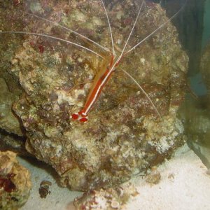 cleaner_shrimp.JPG