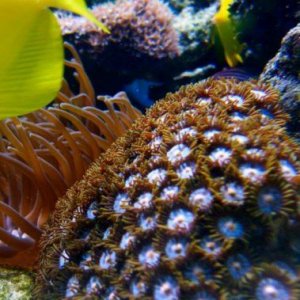 reef2005_0431.jpg