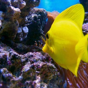 reef2005_052.jpg