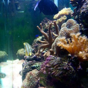 reef2005_553.jpg