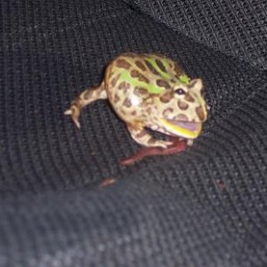 frog.JPG