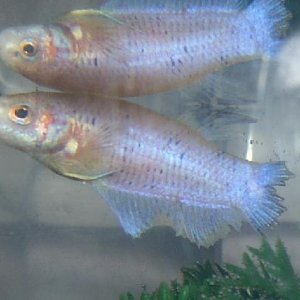 new_fish_001.jpg