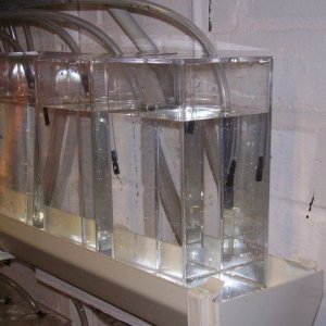 tank_n_fry_033.jpg