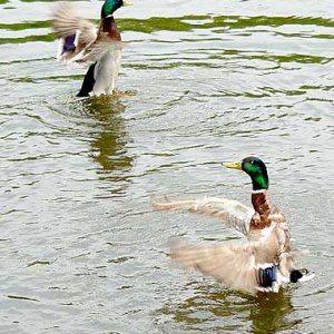 synchronized.jpg