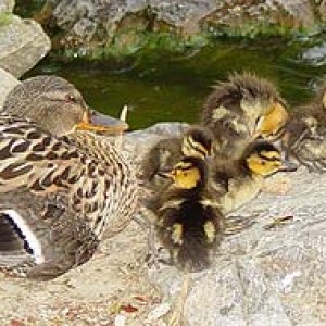 Pileoducks.jpg